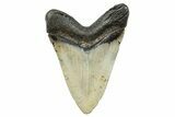 Serrated, Fossil Megalodon Tooth - North Carolina #273952-1